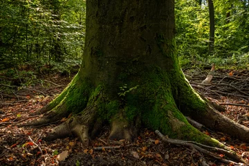 Tapeten Moosbewachsener Baumstamm in einem herbstlichen Wald im Gegenlicht © ebenart