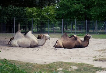 Profile of Three Bactrian camels sitting in zoo sand pit 