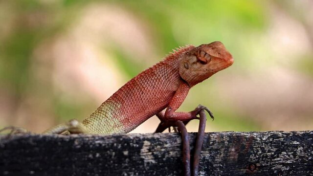 Oriental garden lizard (Calotes versicolor) on fence in farm, Thailand.