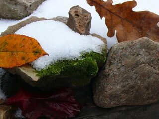 snow on green moss with yellow autumn leaves.