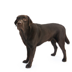 Chocolate labrador isolated on white