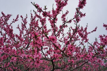 春の満開の桃色の花