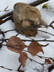 autumn leaves in snow