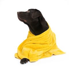 Labrador in yellow towel