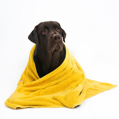Labrador in yellow towel