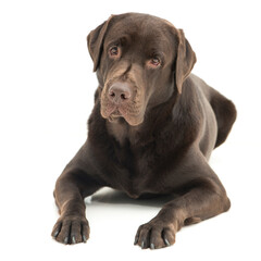 Broun labrador dog isolated on white