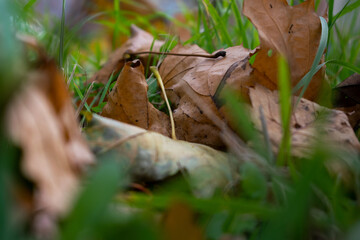 Autumn leaves in the grass close up