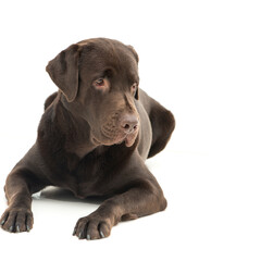Broun labrador dog isolated on white