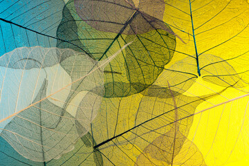 Skeleton leaf abstract