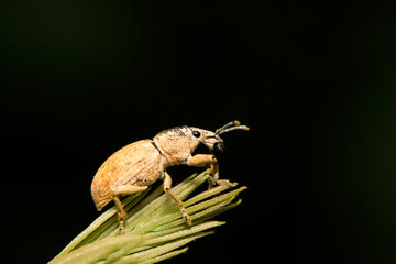 weevil on plant
