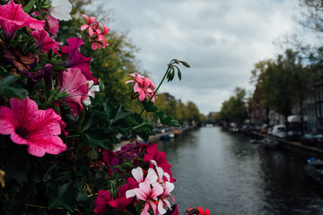 Amsterdam canal with typical dutch houses. Netherlands autumn cityscape. Flowers.