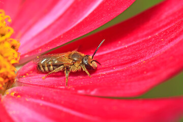 bees insects on plant