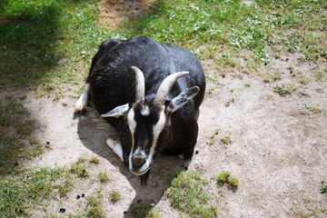 Cute pygmy goat in petting zoo