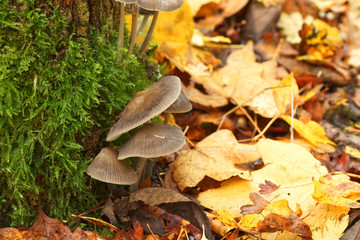 Small flat mushrooms growing in moss at the base of a tree trunk