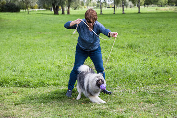 Naklejka na ściany i meble Middle-aged woman plays outdoors with a keeshond puppy. She has a ball in her hand on a rope. Early autumn
