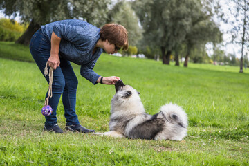 Naklejka na ściany i meble Middle-aged woman teaches Keeshond puppy outdoors.The puppy is lying. Early autumn