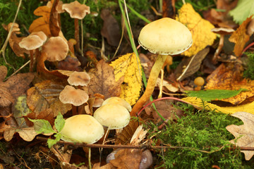 Close up of small woodland mushrooms growing at the base of a tree
