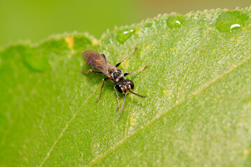 Fototapeta premium bees insects on plant