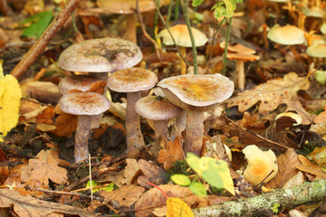 Close up of small woodland mushrooms growing at the base of a tree