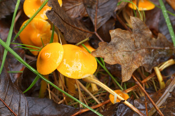 Mature Parrot Waxcap mushrooms on the forest floor in autumn