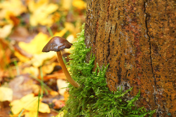 Close up of small woodland mushrooms growing at the base of a tree