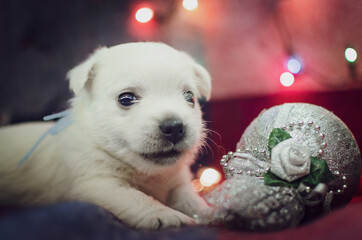 The one month old west highland white terrier puppy. The small cute adorable dog is looking at camera. Dog is on a colorful background with Christmas toys. New Year presents.