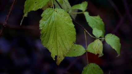 leaves of a tree