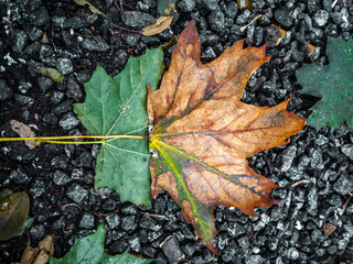 Isolated colorful green and orange autumn leafes on on the ground - 1