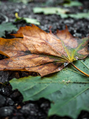 Isolated colorful green and orange autumn leafes on on the ground - 2