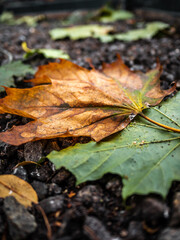 Isolated colorful green and orange autumn leafes on on the ground - 3