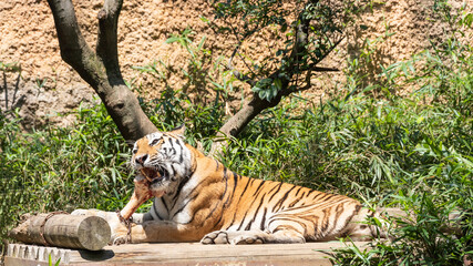 骨をかじるトラ