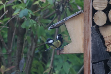 Zwei Meisen im Vogelhaus
