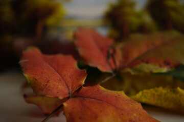 autumn, leaf