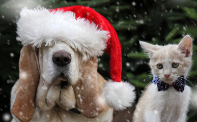 Dog in santa hat and the cat  - 299946699
