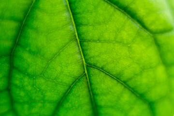 Blurred avocado leaf, macro shot of a green avocado leaf