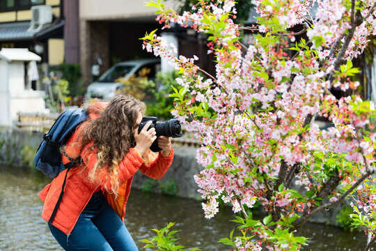 Kyoto residential neighborhood in spring with woman taking picture on Takase river canal in April in Japan of cherry blossom sakura flowers