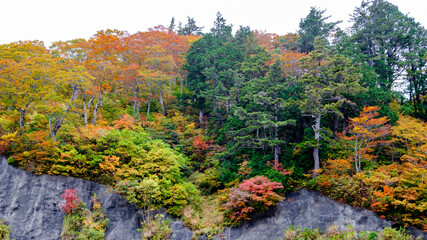 Autumn Foliage
