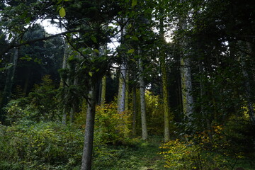 forest, tree, trees, nature,