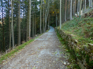 a path in pine forestin autumn
