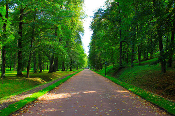 long sunny alley in the park among green trees