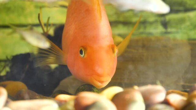 The red parrot (blood parrot cichlid) swimming in fresh water, it's an aquarium fish that is bred artificially and not found in nature. In English speaking countries, it is called Red Parrot Cichlid.