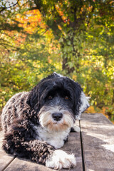 Portuguese Water Dog laying on picnic table