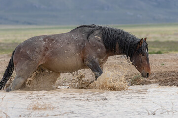 Fototapeta premium Wild Horse at a Utah Desert Waterhole