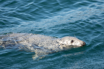 Naklejka premium Scotland Uk, France and Spain, a collection