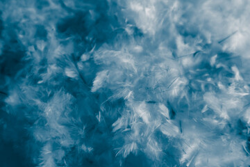 Beautiful abstract pink and purple feathers on darkness background and colorful soft white blue feather texture pattern