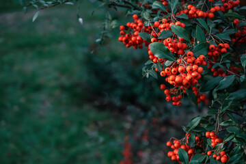 Pyracantha