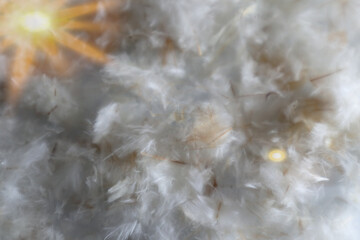 Beautiful abstract white and brown feathers on darkness background and colorful soft brown white feather texture pattern