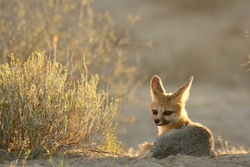 Cape fox (Vulpes chama) laying on the sand in Kalahari desert.