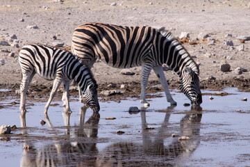 Fototapeta na wymiar Zebra and foal at water hole