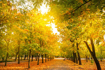 Fototapeta na wymiar Autumn park, natural background